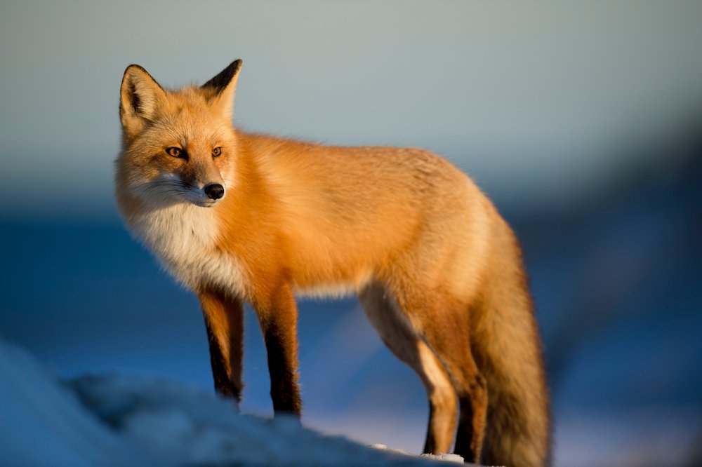 colored pencil drawing idea: a fox in the snow