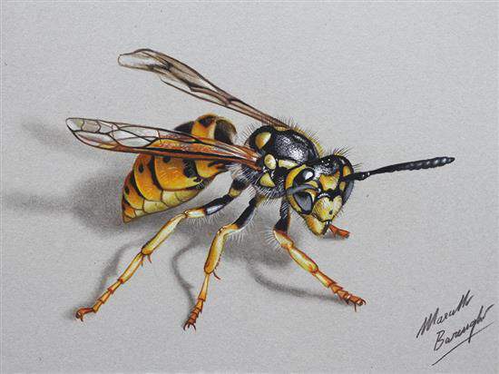 realistic colored pencil drawing of a wasp