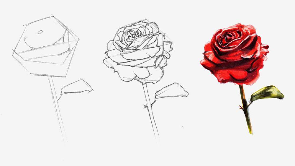 how to draw a rose step by step