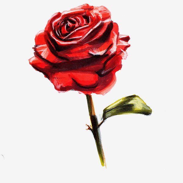 how to draw a rose flower