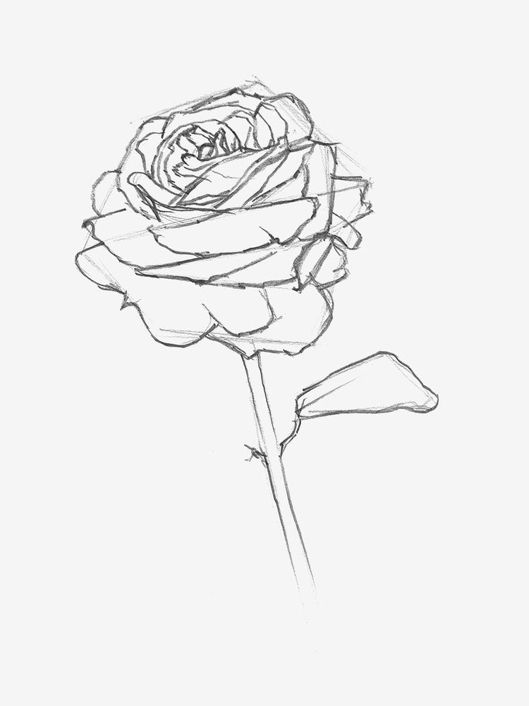 how to draw a rose easy