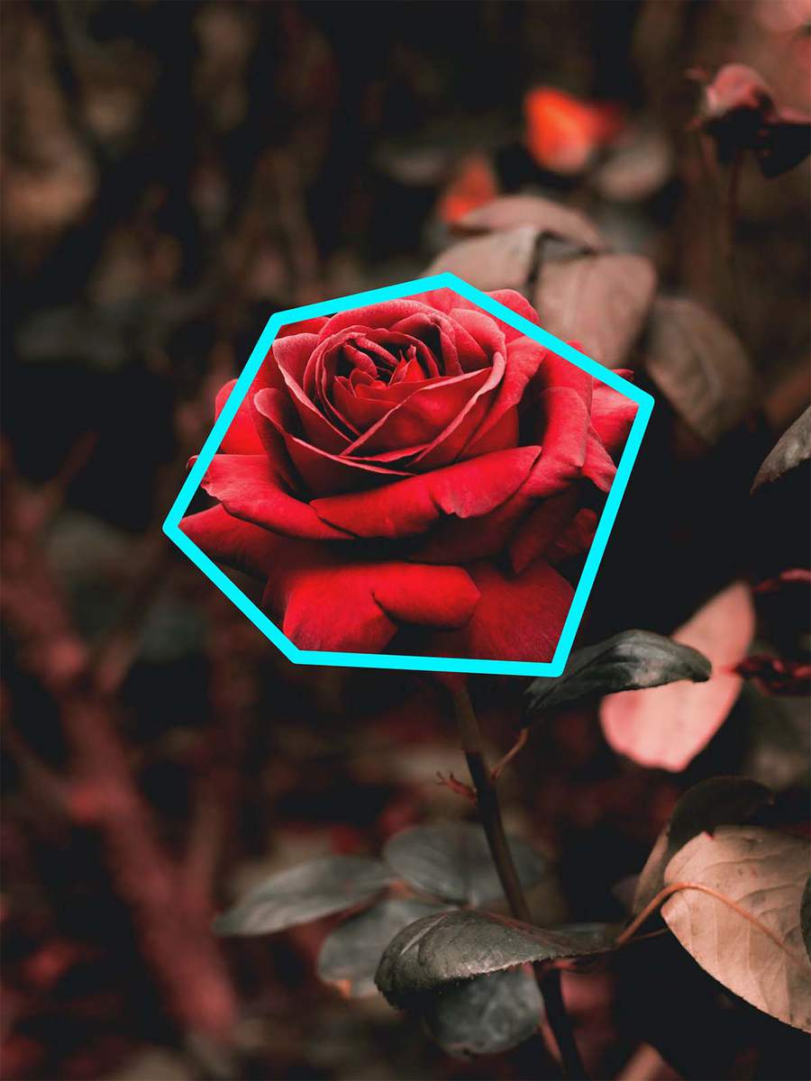 image showcasing the basic shape onto the reference photo of the rose