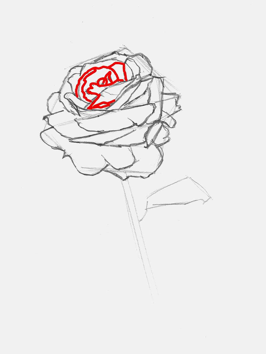 sketch the biggest petals in the center of the rose head