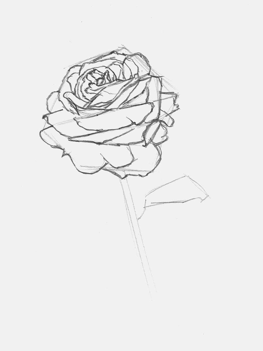 photo of the rose petals sketch