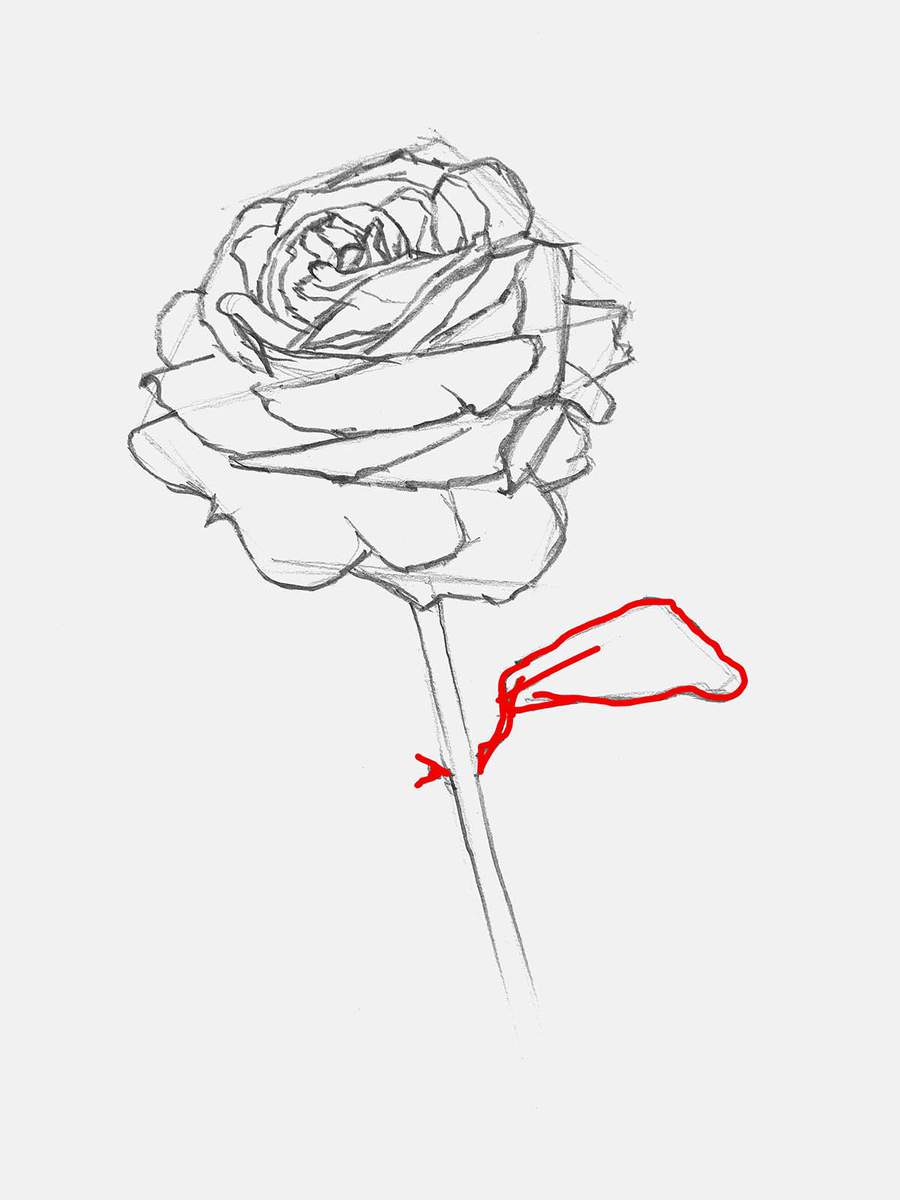 refine the shape of the rose stem and the little leaf on the side