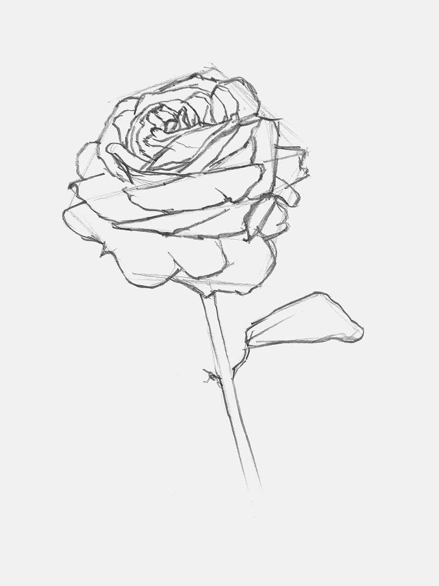 finished detailed rose sketch