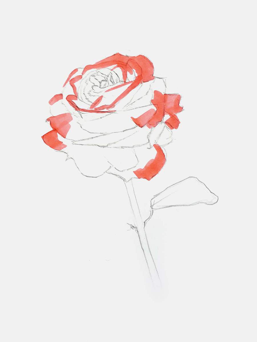 color the lightest parts of the rose petals with a reddish pink color