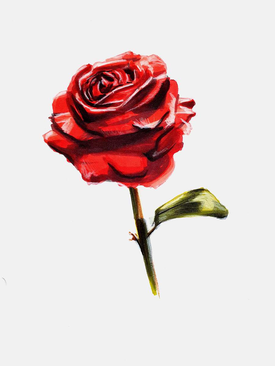 finished drawing of a realistic red rose.