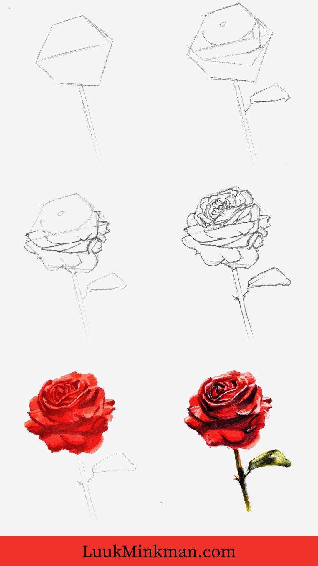 overview of all the steps to draw a realistic red rose