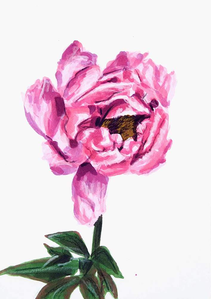 Grizaye Pink Peonies Drawing Kit - Pre-Printed Art Lesson With Colored Pencils