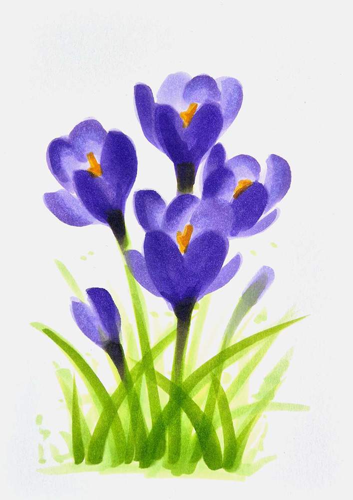 simple crocus drawing