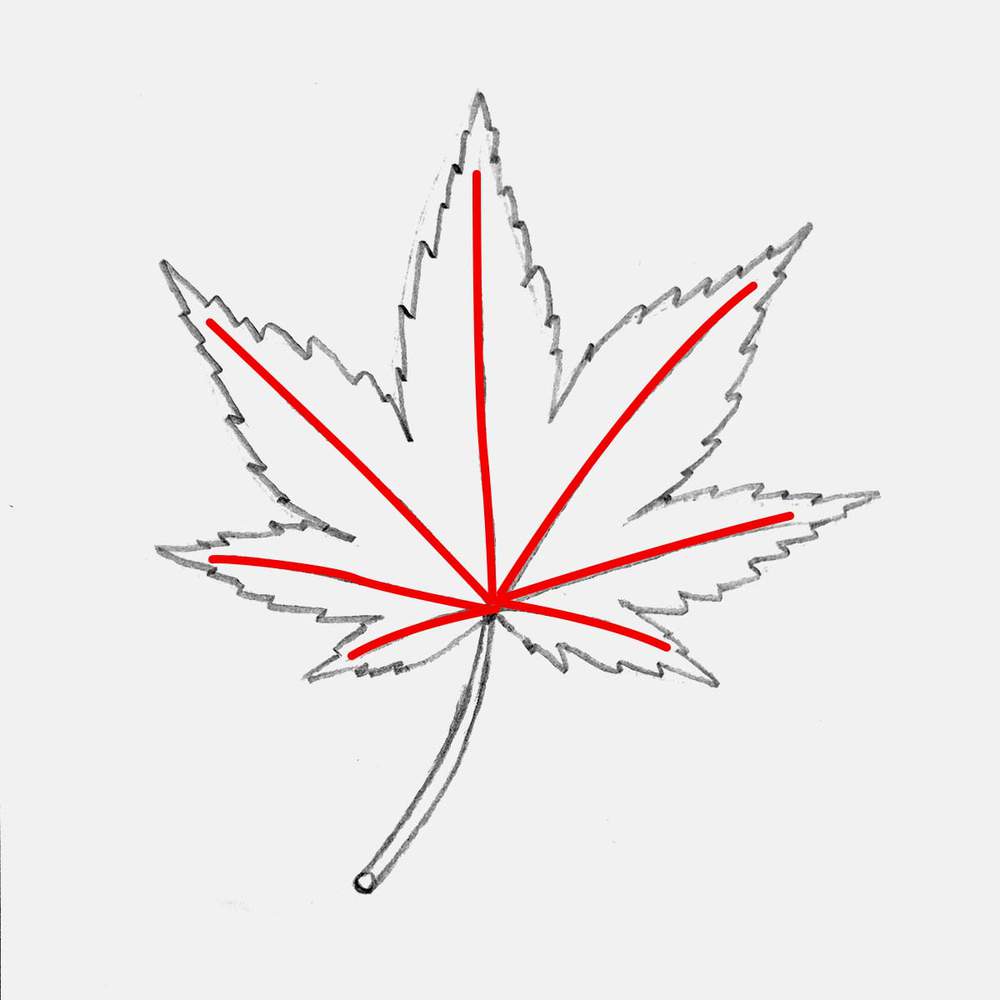 Add the 7 biggest veins to the maple leaf, all pointing towards the tip of a lobe.