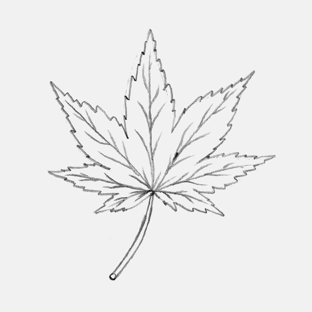 Completed maple leaf pencil sketch