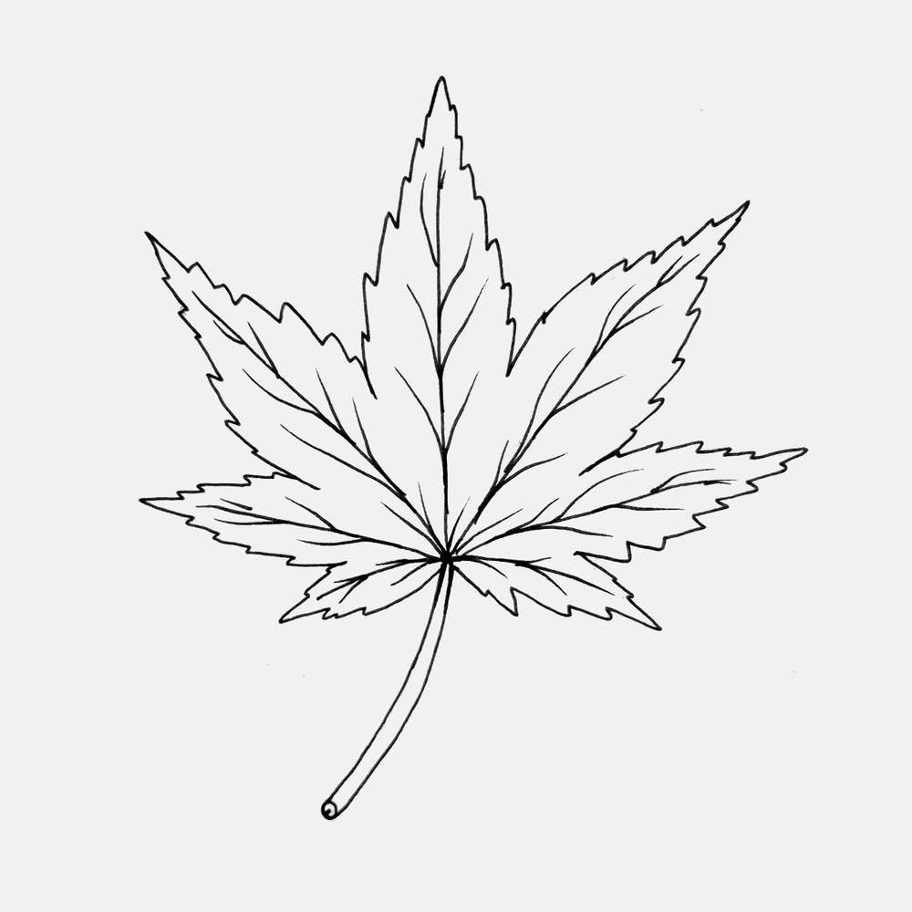 Maple leaf outline drawing