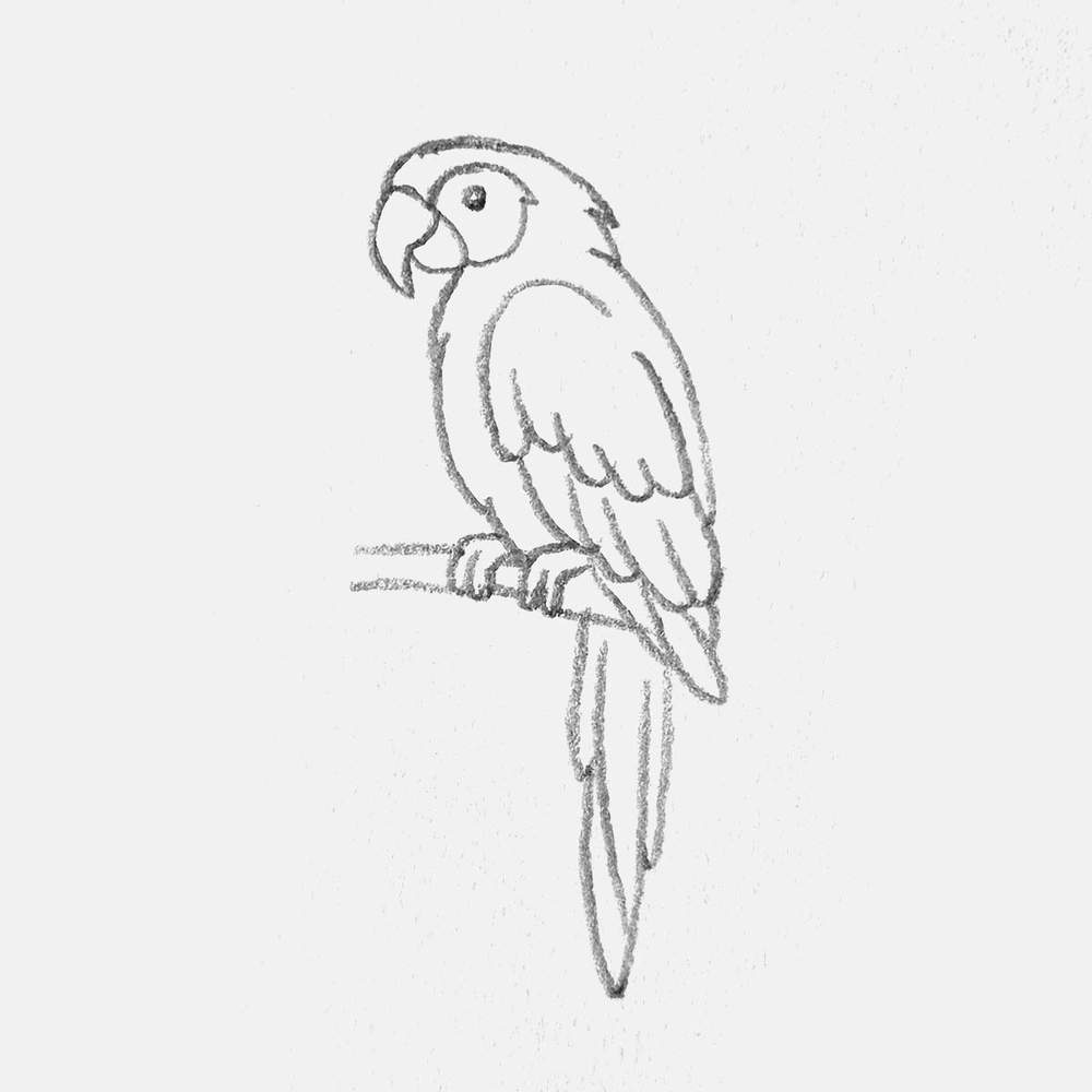 simple tropical parrot sketch