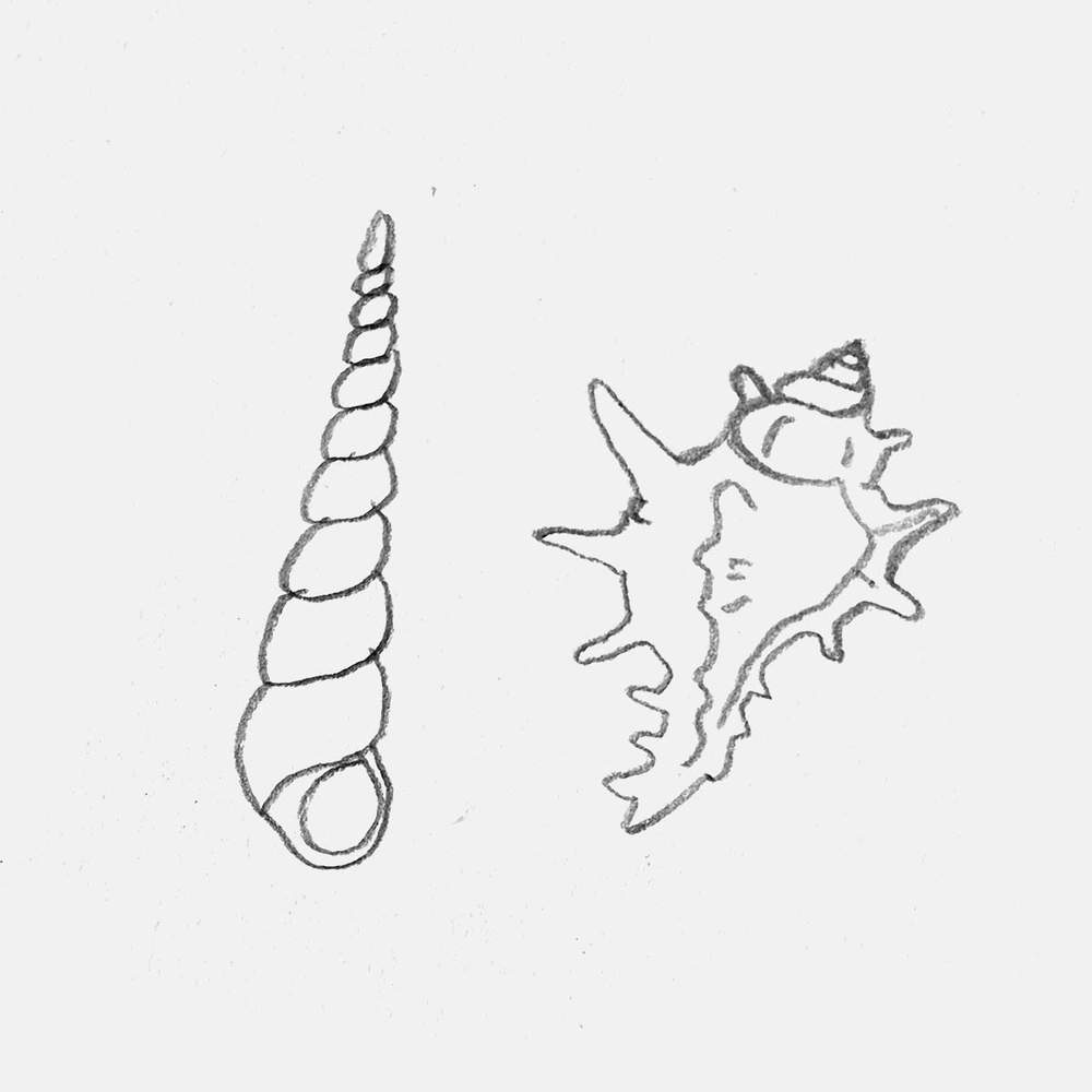 sketch of some beautiful seashell you can find on the beach