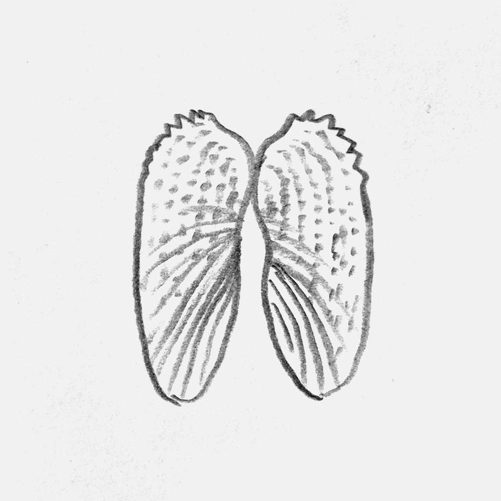 sketch of angel wing shells