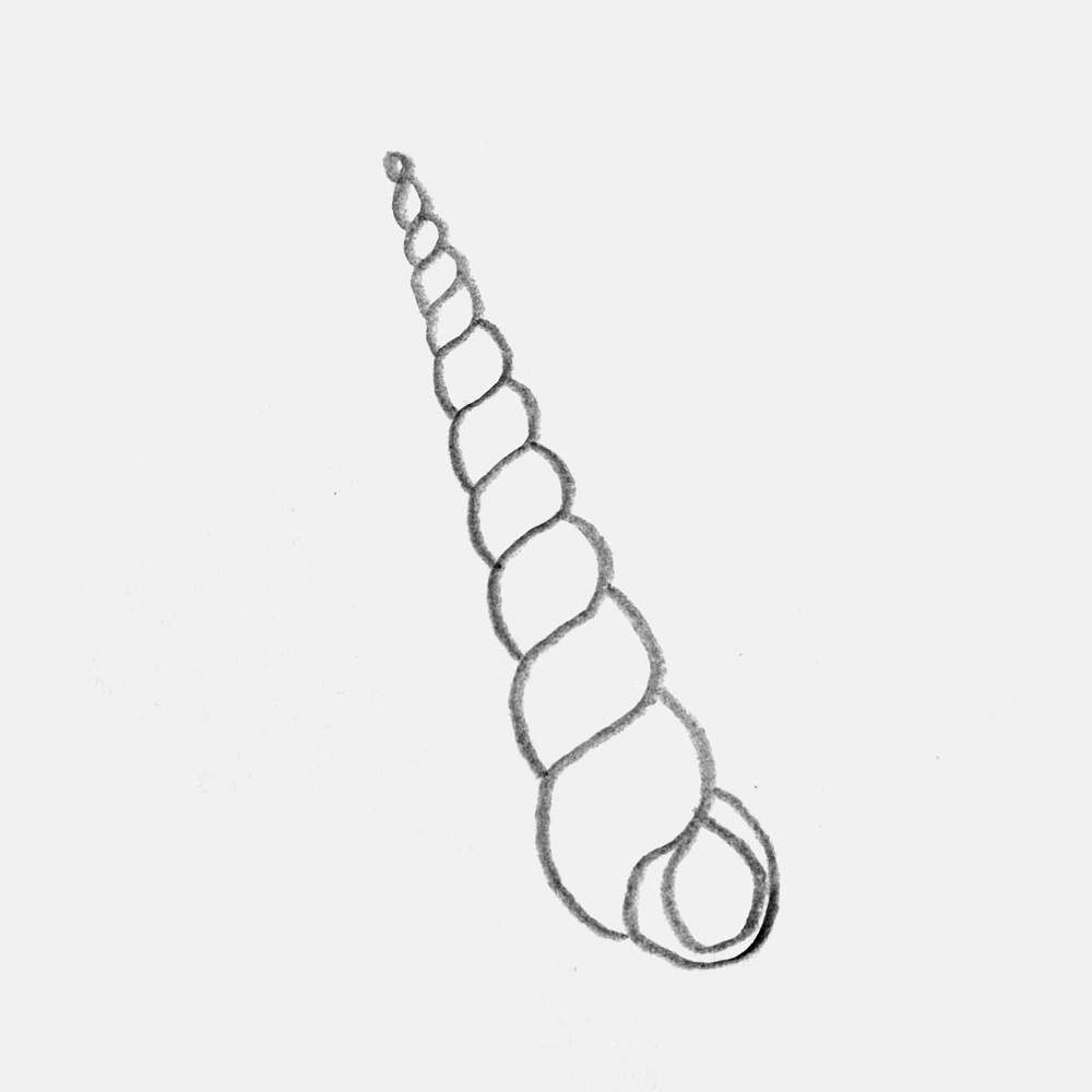 simple auger shell drawing