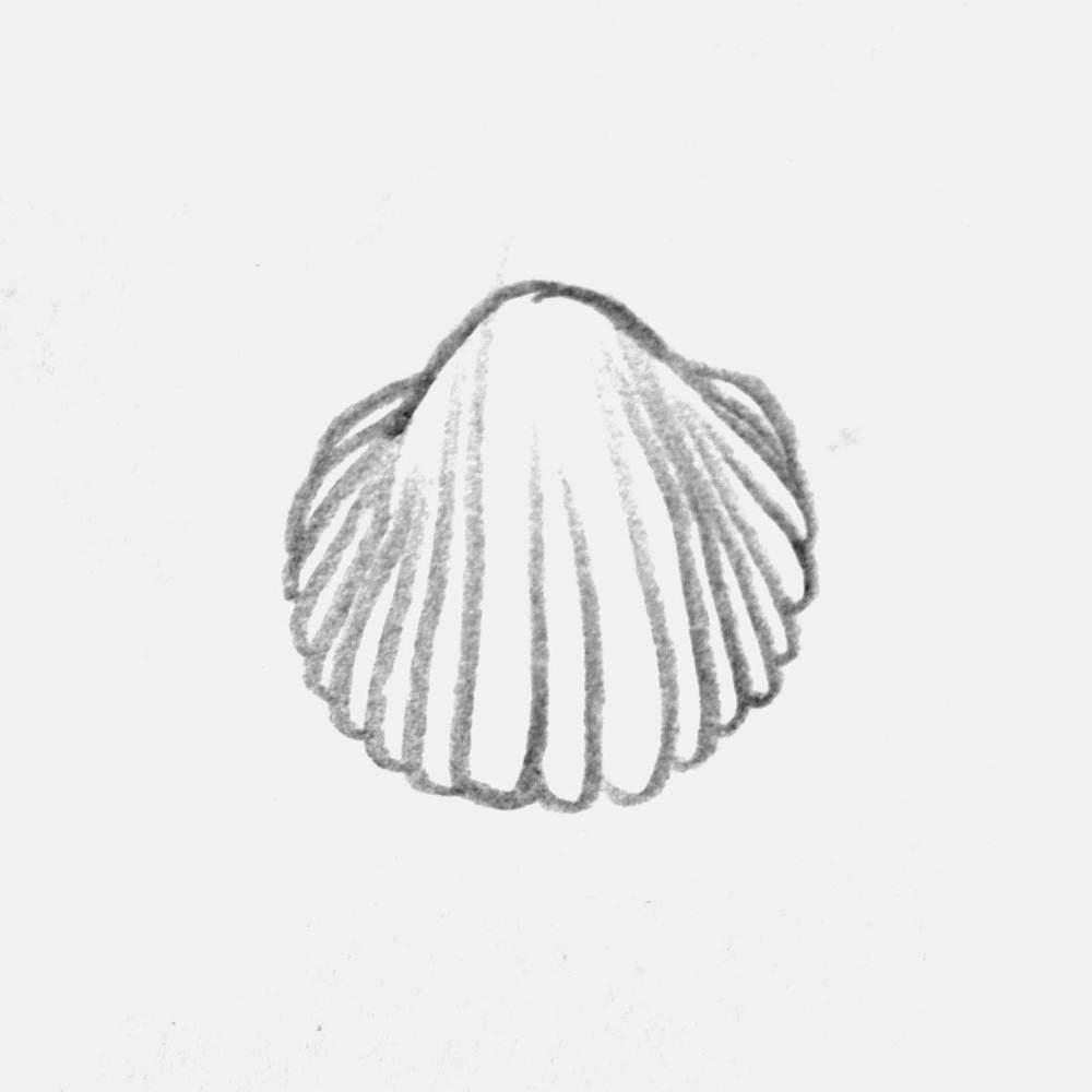 pencil drawing of a cockle shell