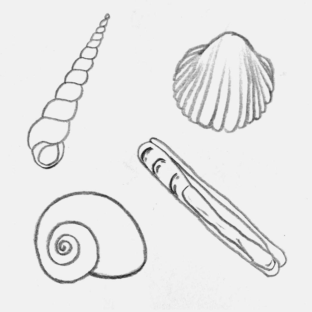 drawing of multiple common seashells