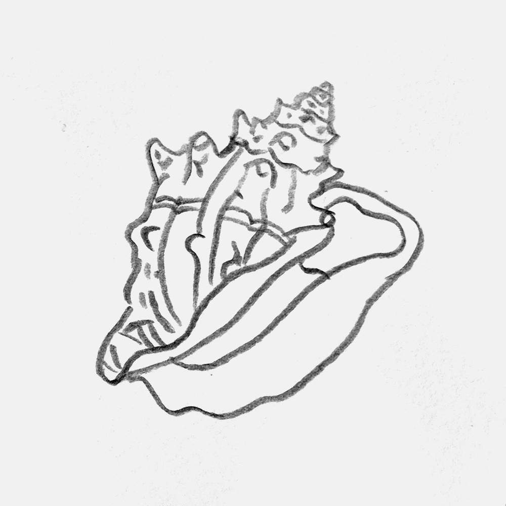 conch shell pencil drawing