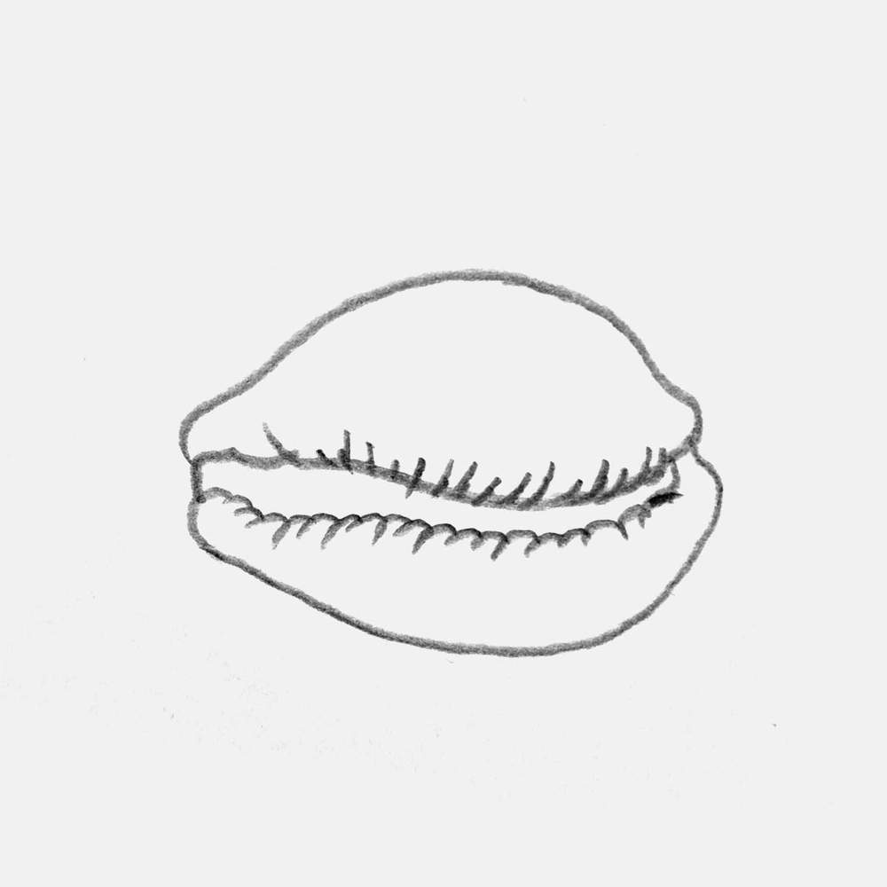 sketch of a cowrie shell