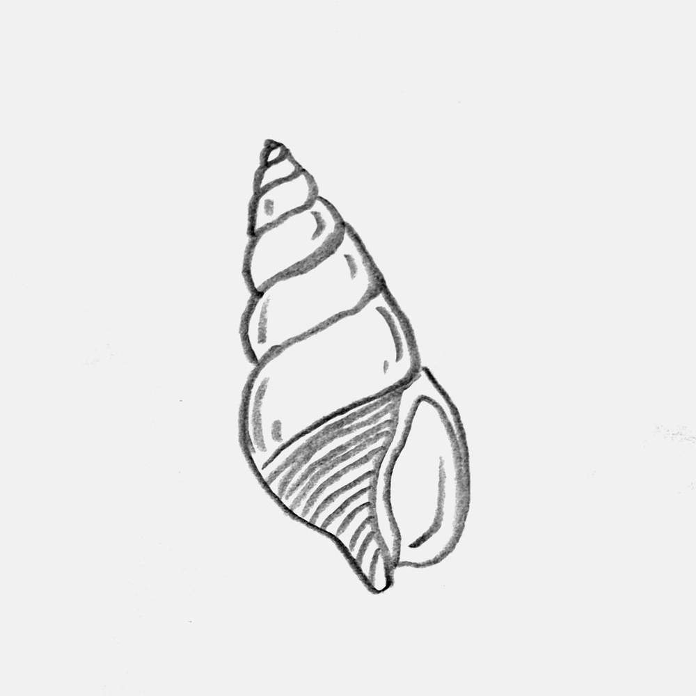 dove shell pencil drawing