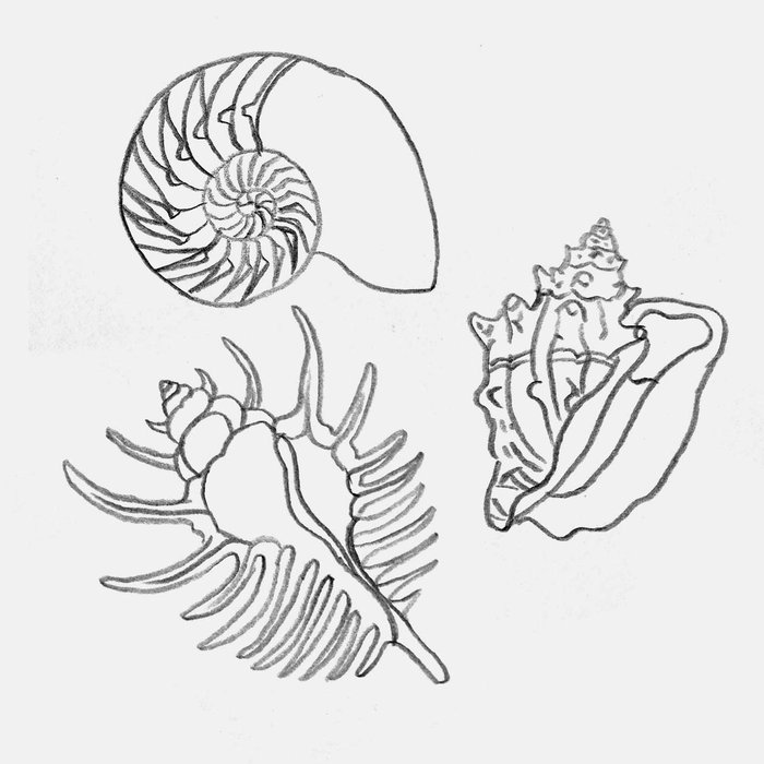 drawing of some exotic seashells like the nautilus and the Venus comb murex shell