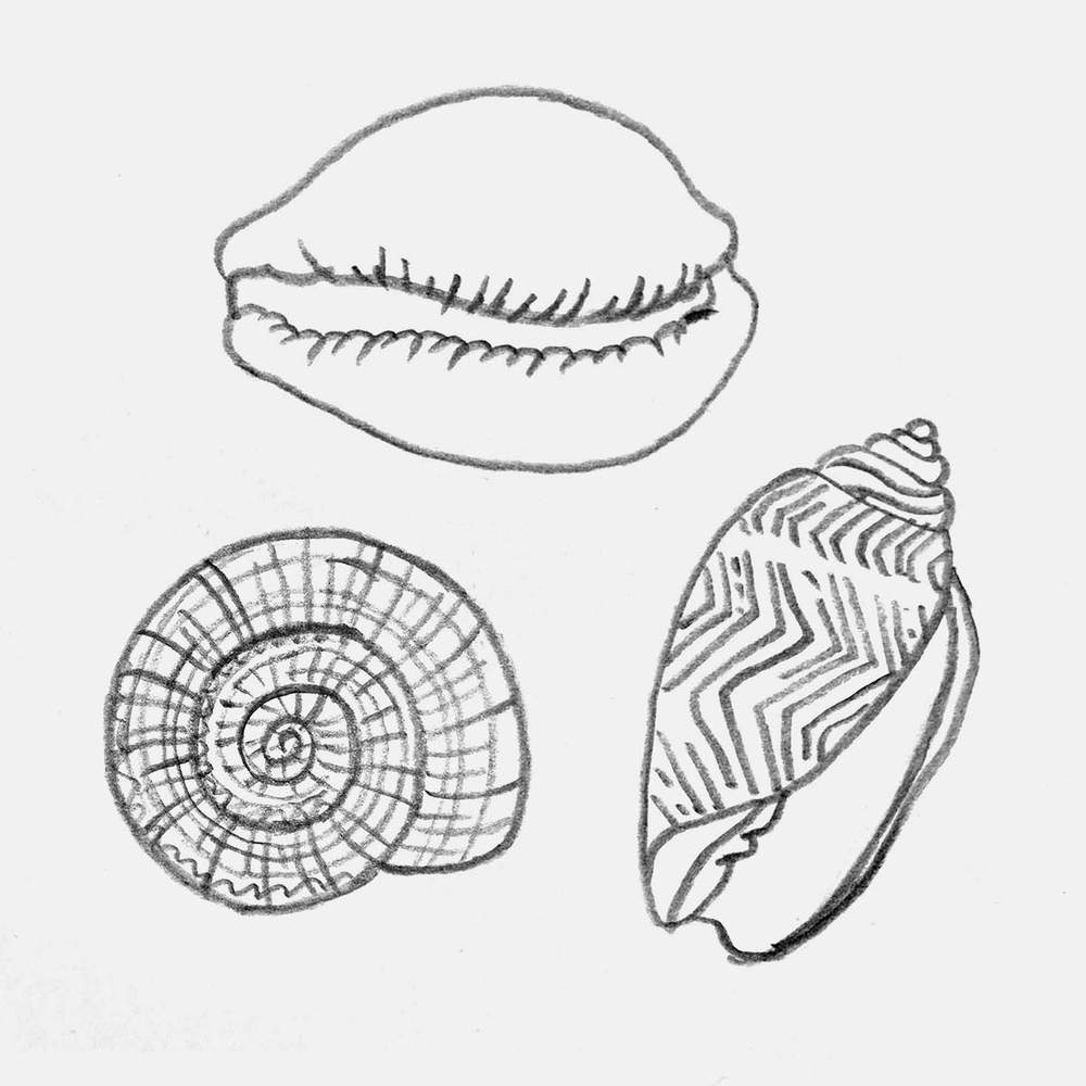 drawing of multiple iconic seashells like the cowrie and the lettered olive shell