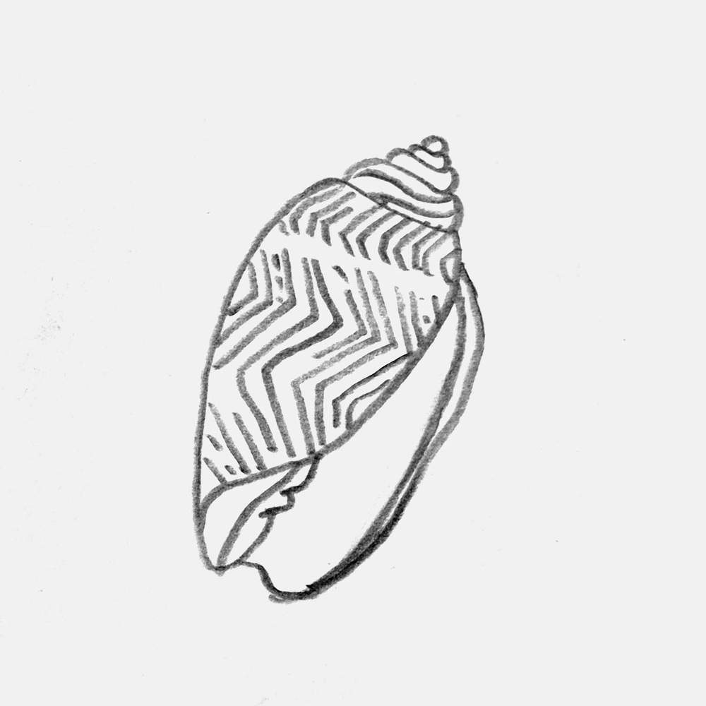 pencil drawing of a lettered olive shell