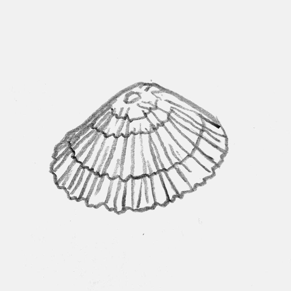 pencil sketch of a limpet shell