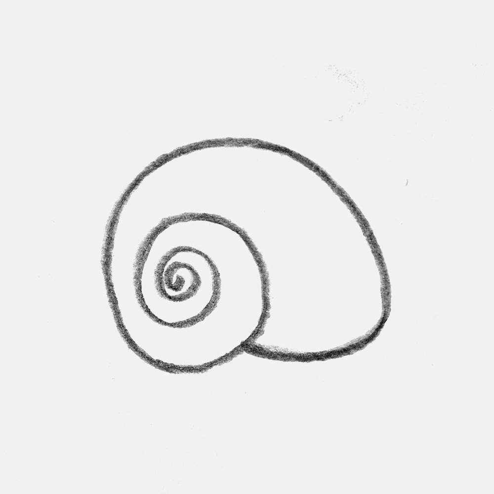 simple moon snail shell drawing made with a pencil