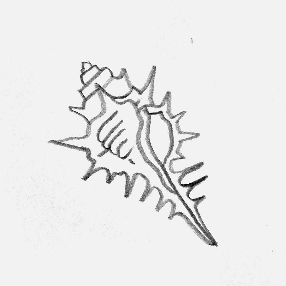 murex shell drawing
