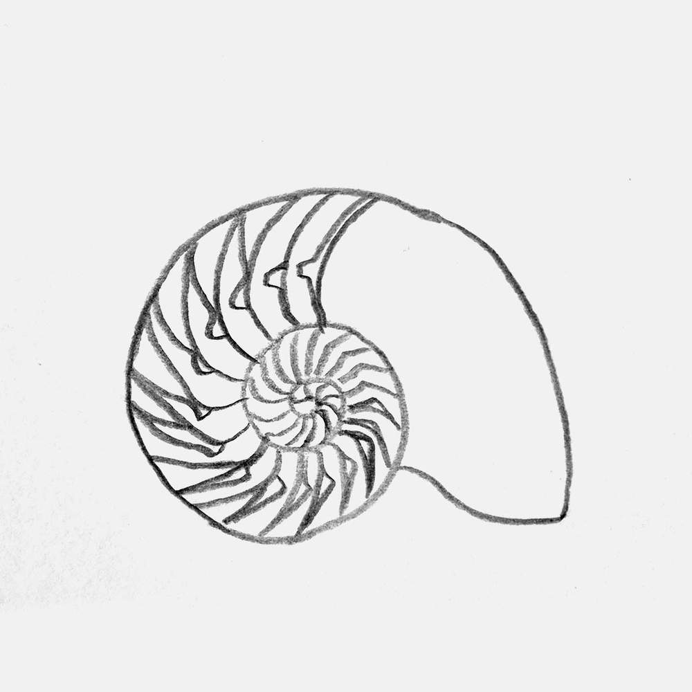 sketch of a cross-section of a nautilus shell