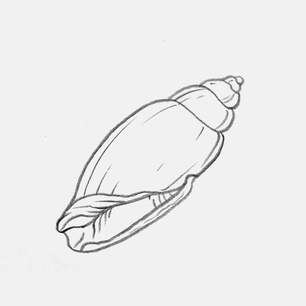 simple olive shell drawing