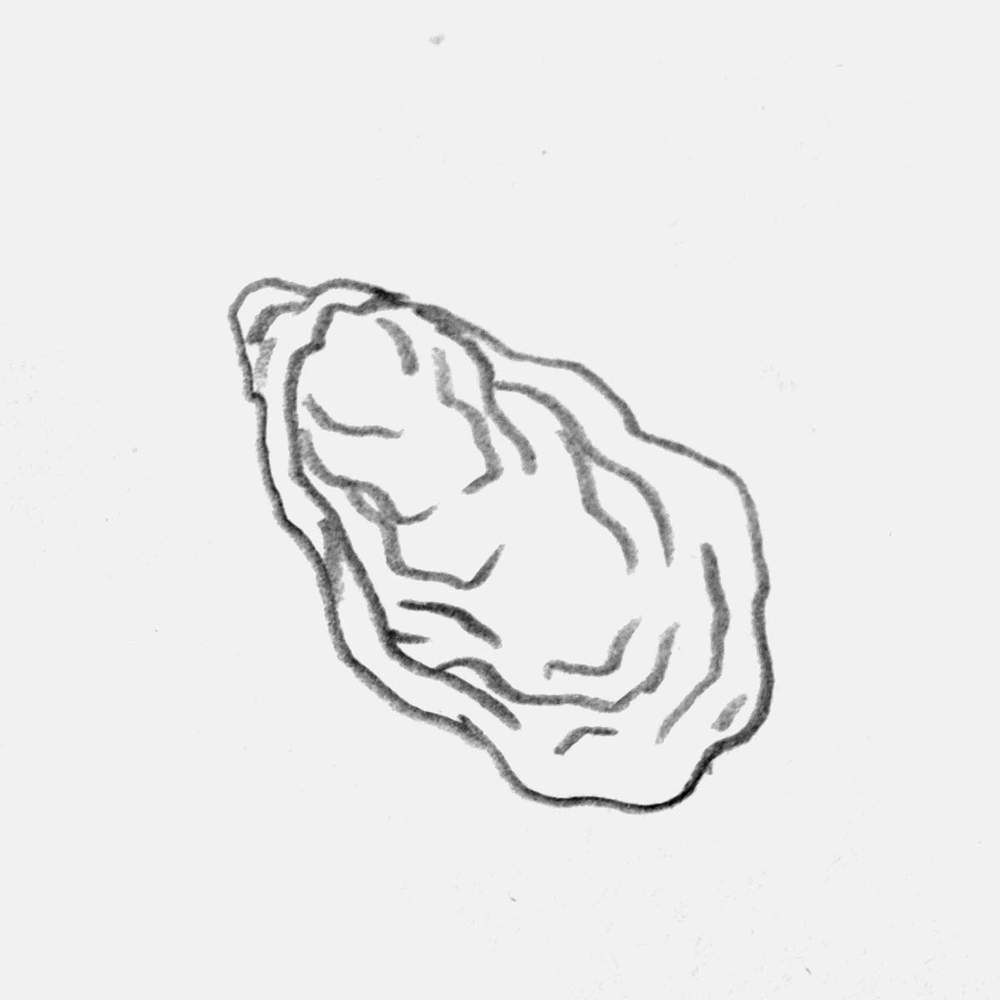 pencil sketch of an oyster shell
