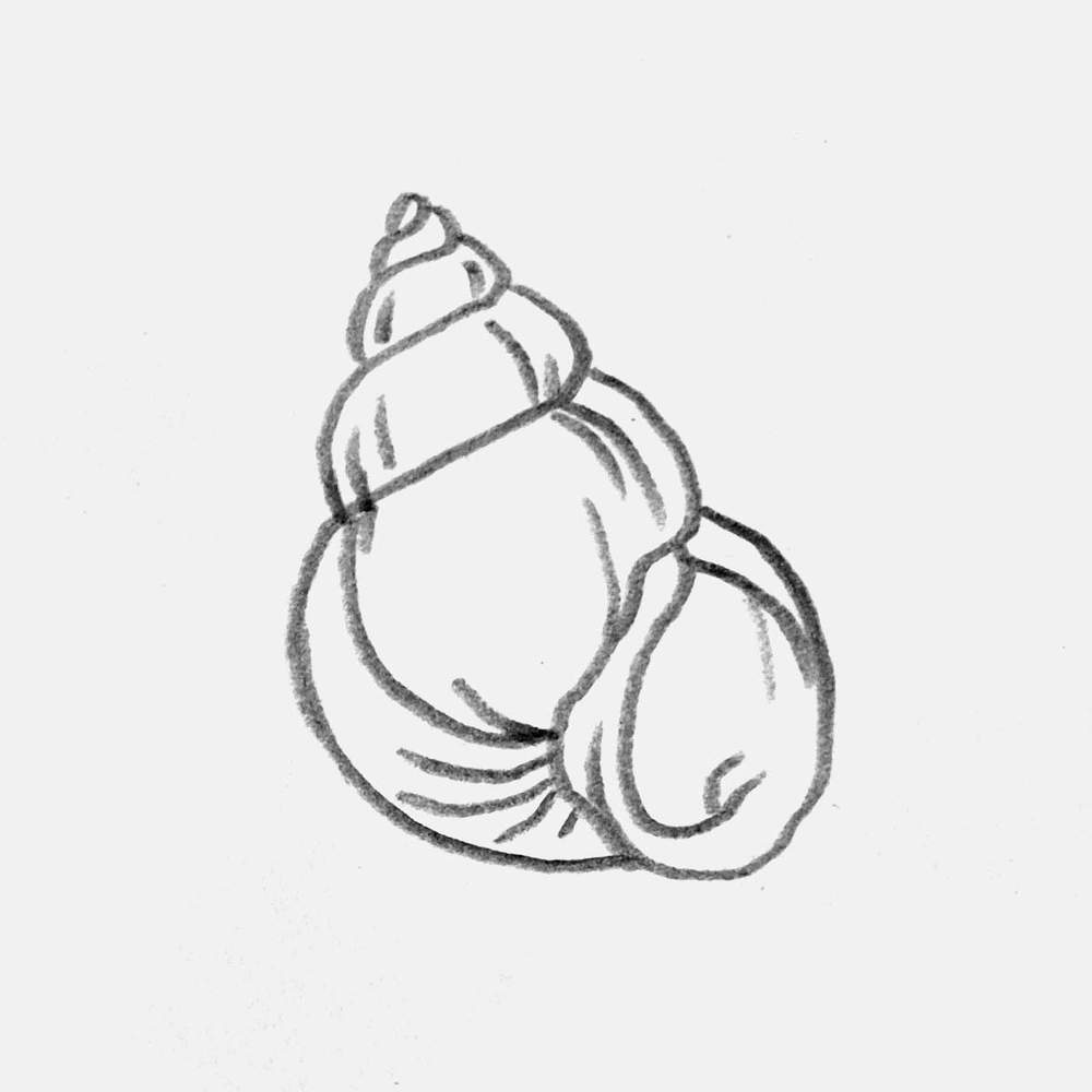 periwinkle drawing made with a pencil