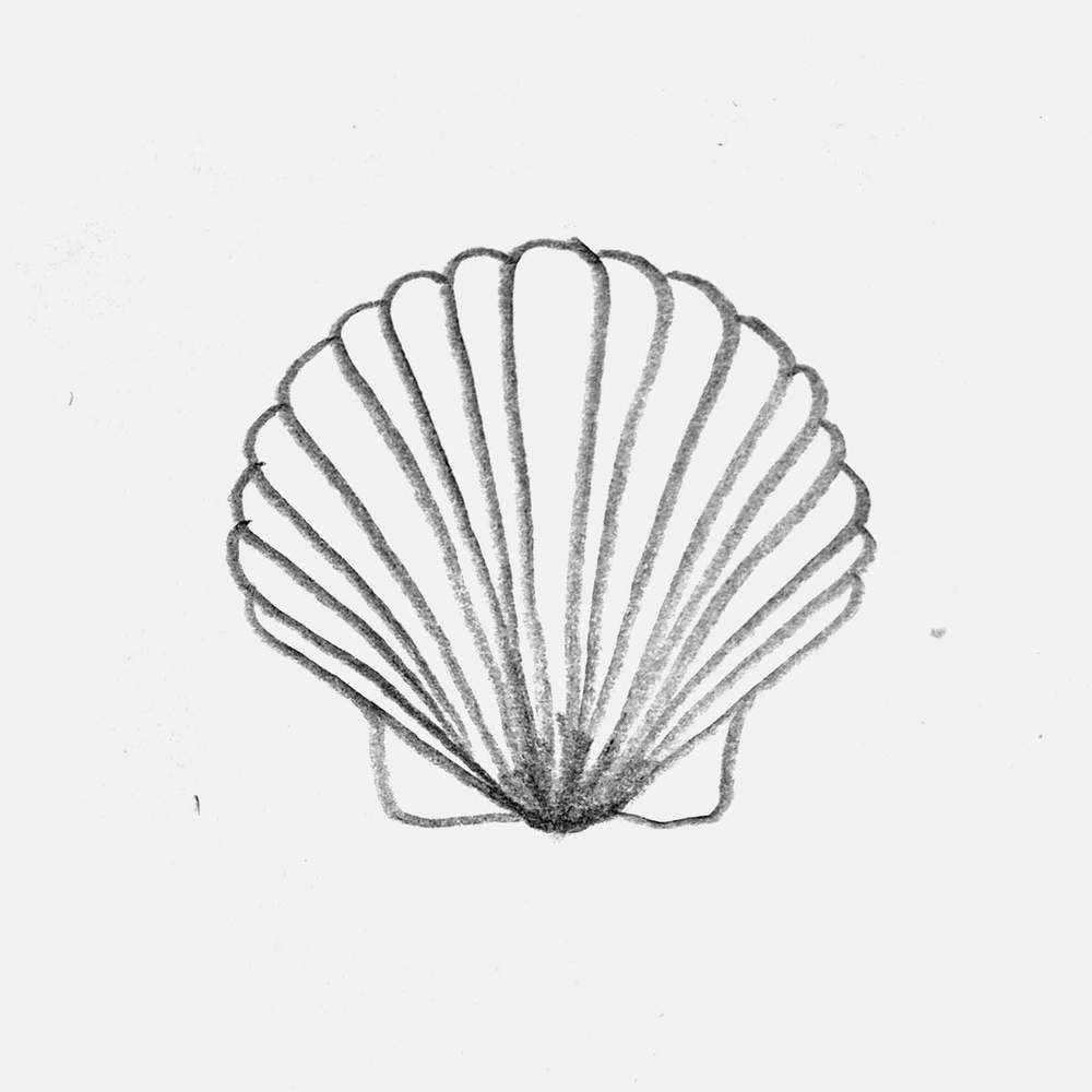 pencil drawing of a scallop shell