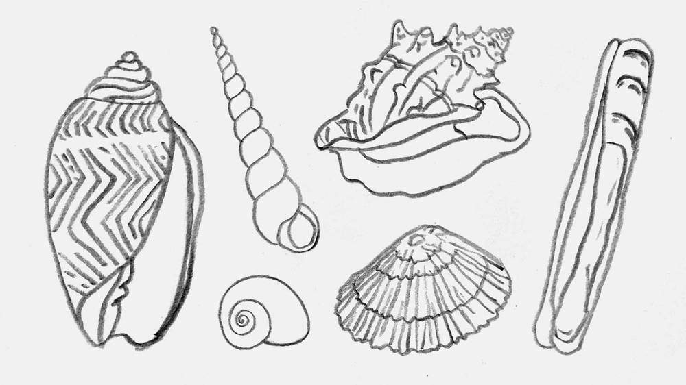 beautiful seashell drawing ideas