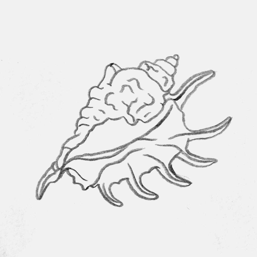 pencil drawing of a spider conch shell