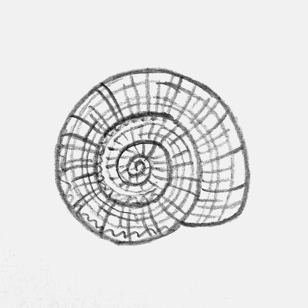 drawing of a sundial shell