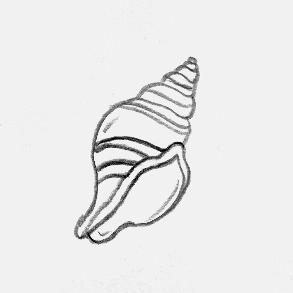 tulip shell pencil drawing