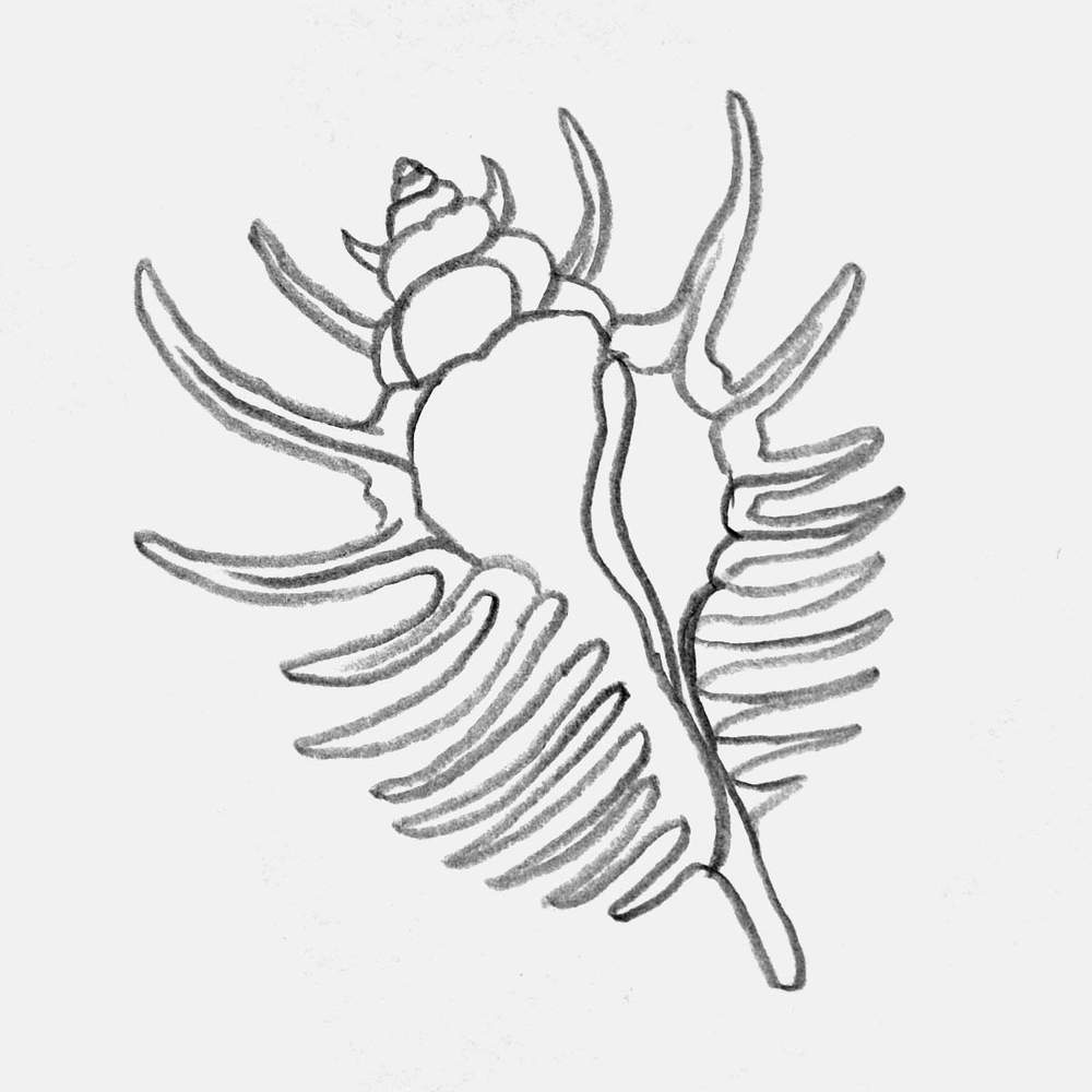 pencil drawing of a Venus comb murex shell