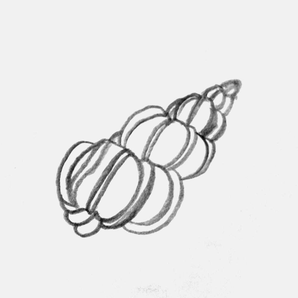 wentletrap shell pencil sketch