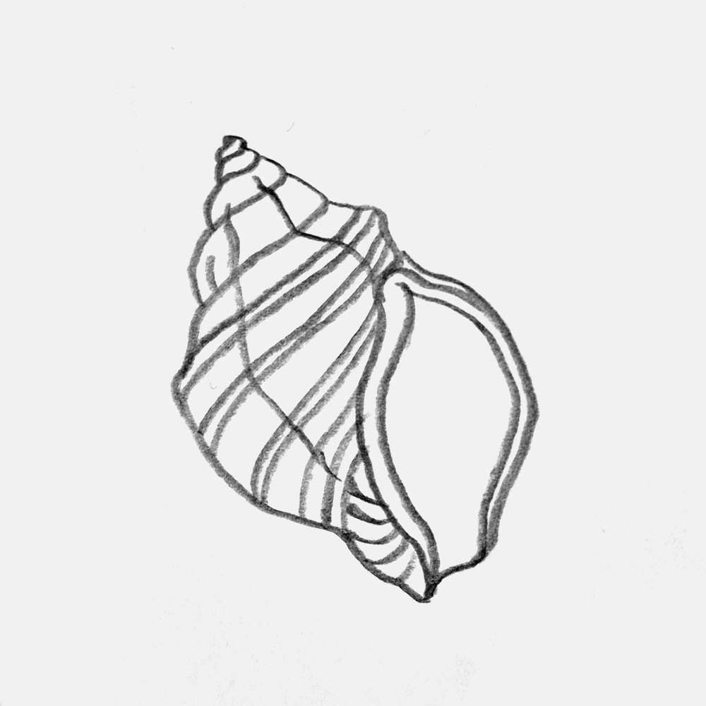 simple whelk shell drawing