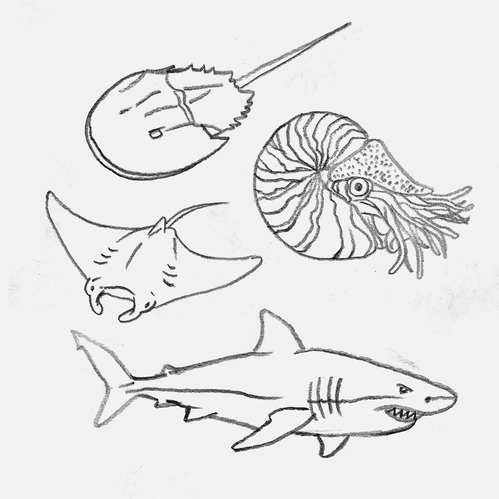 cool animal drawing ideas: horseshoe crab, nautilus, great white shark, and manta ray