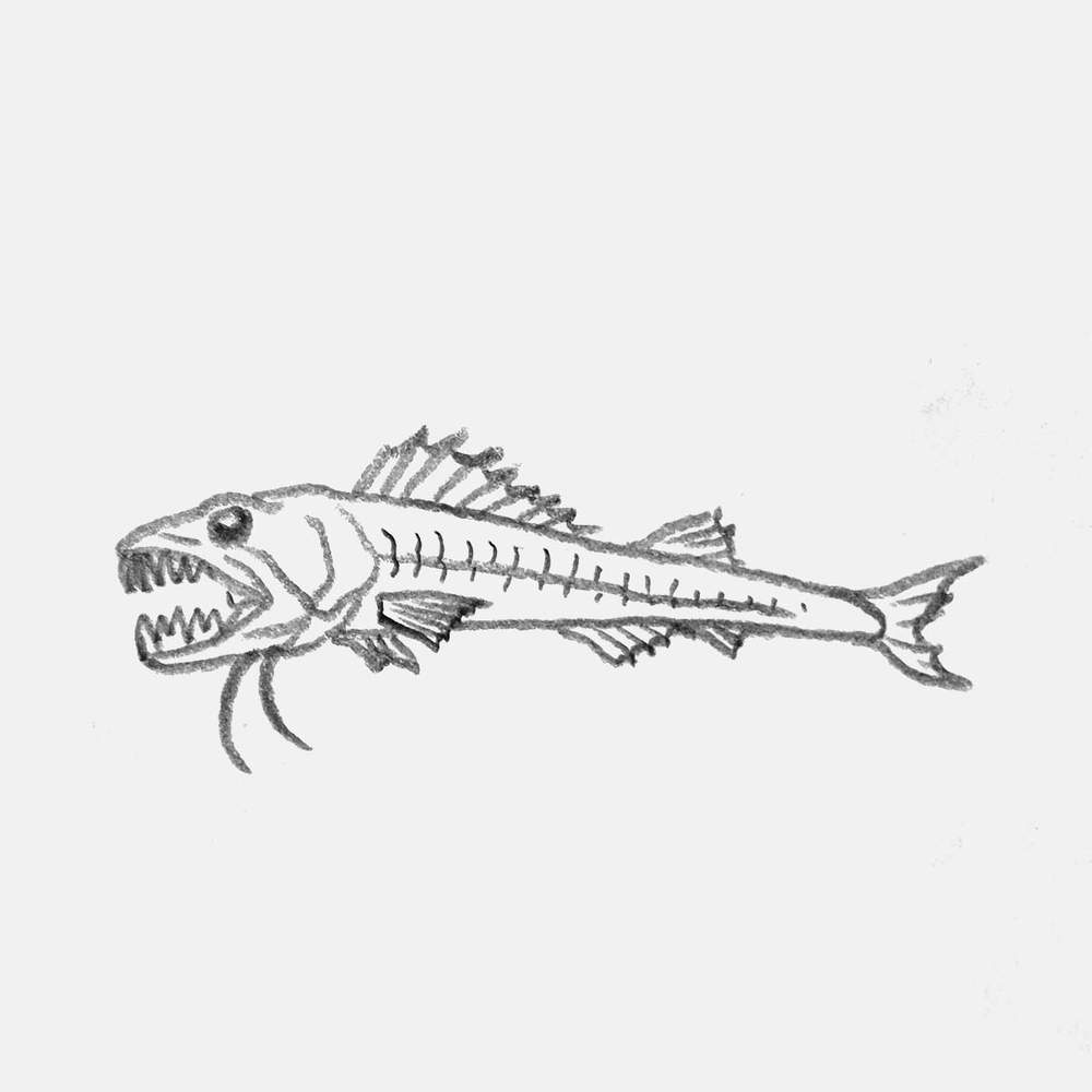 simple pencil drawing of a dragonfish