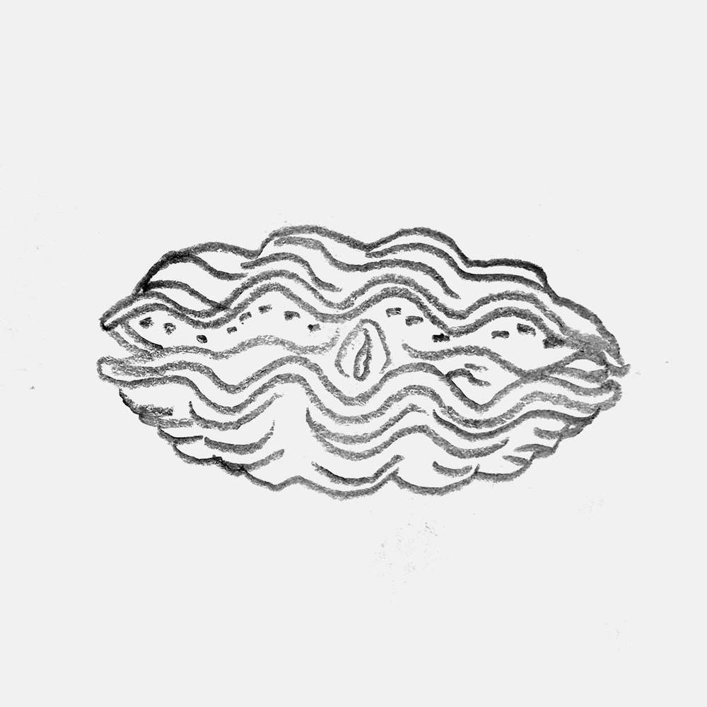 simple pencil drawing of a giant clam