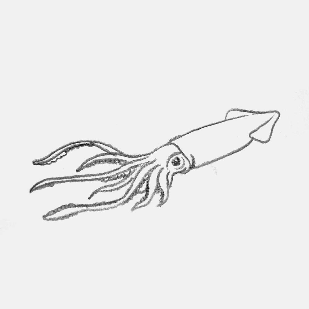 simple pencil drawing of a giant squid
