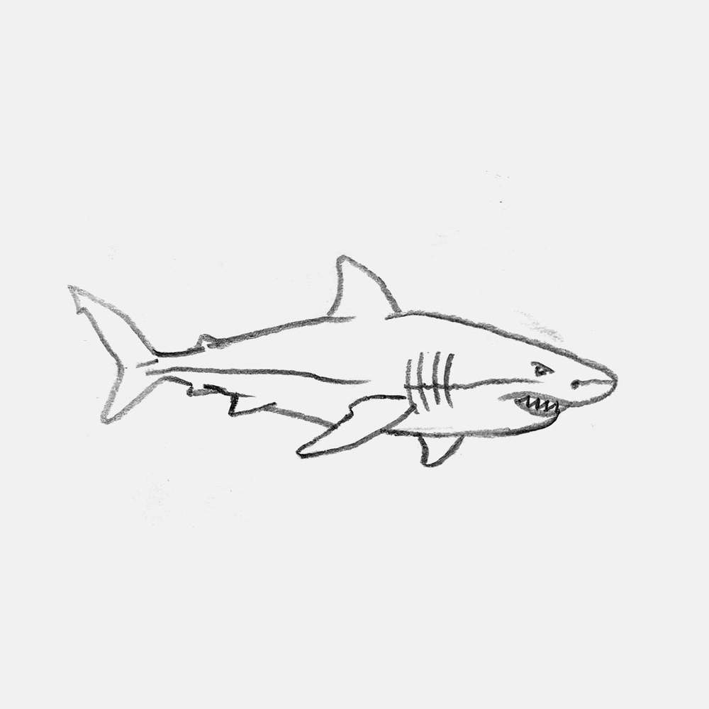 simple pencil drawing of a great white shark